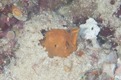 Lysiosquilloides mapia