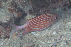 Sargocentron diadema