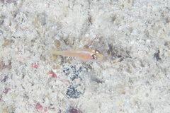 Trimma anaima