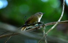 Myrmotherula unicolor