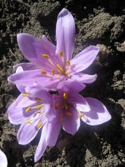 Colchicum trigynum