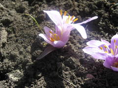Colchicum trigynum