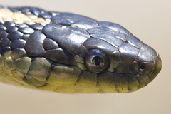Thamnophis atratus