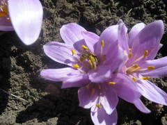 Colchicum trigynum