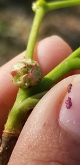 Phylloxera spinosa