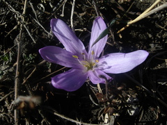 Colchicum trigynum