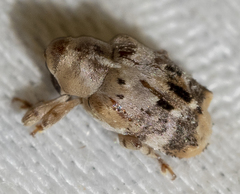 Lignyodes