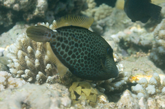 Cantherhines pardalis