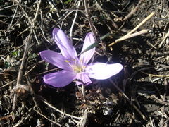 Colchicum trigynum