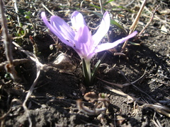 Colchicum trigynum