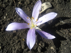Colchicum trigynum