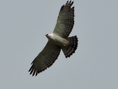 Spizaetus melanoleucus