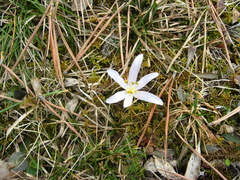 Colchicum trigynum