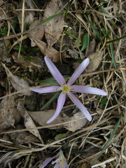 Colchicum trigynum