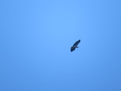 Pseudastur polionotus