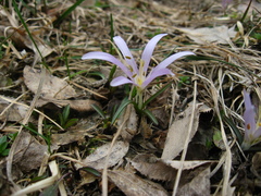 Colchicum trigynum