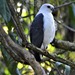 White-necked Hawk - Photo (c) Fabio Barata, some rights reserved (CC BY-NC), uploaded by Fabio Barata