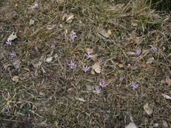 Colchicum trigynum