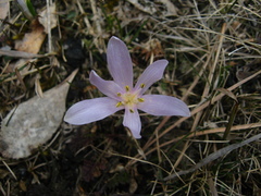 Colchicum trigynum