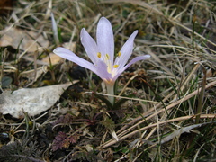Colchicum trigynum