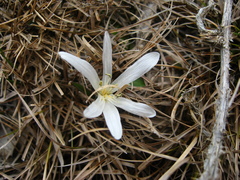 Colchicum trigynum