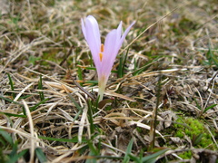 Colchicum trigynum