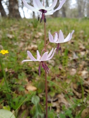 Erythronium hendersonii