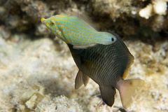 Oxymonacanthus halli