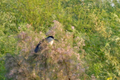 Nycticorax nycticorax
