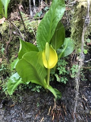 Lysichiton americanus