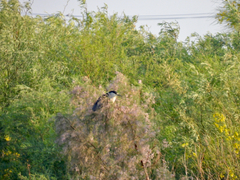 Nycticorax nycticorax