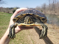 Trachemys scripta scripta