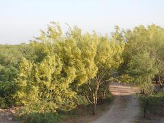 Parkinsonia aculeata