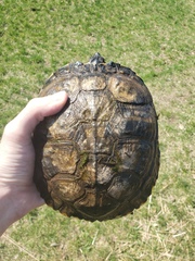Trachemys scripta scripta