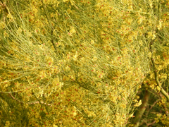 Parkinsonia aculeata