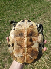 Trachemys scripta scripta