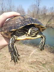 Trachemys scripta scripta