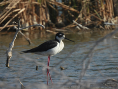 Himantopus mexicanus