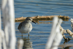 Calidris minutilla