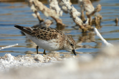 Calidris minutilla