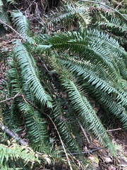 Polystichum munitum