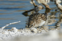 Calidris minutilla