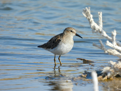 Calidris minutilla