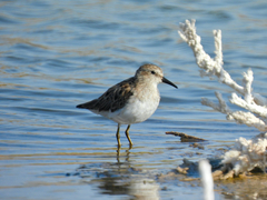 Calidris minutilla