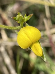 Crotalaria rotundifolia