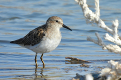 Calidris minutilla