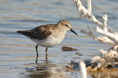 Calidris minutilla