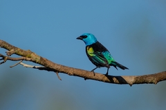 Stilpnia cyanicollis