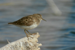 Calidris minutilla
