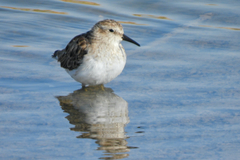 Calidris minutilla